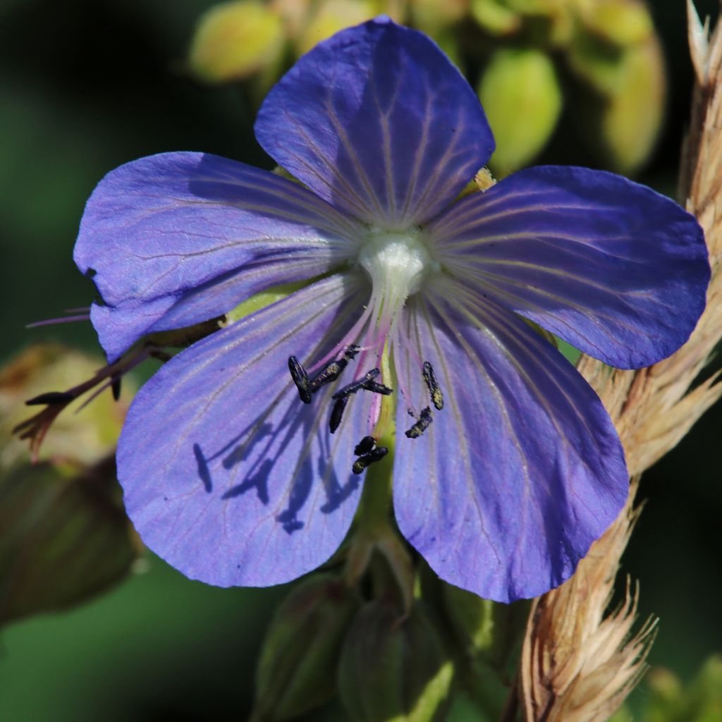 Géranium vivace pratense Cluden Sapphire - Géranium des près bleu