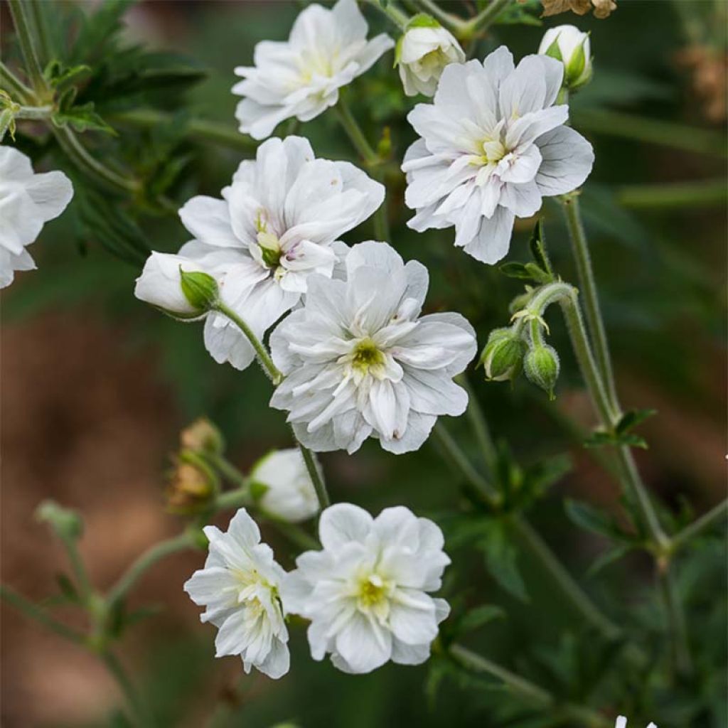 Geranio de prado Double Jewel - Geranium pratense