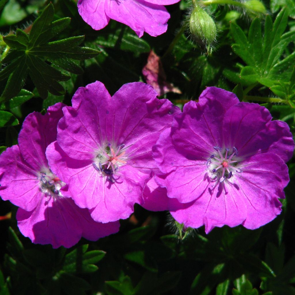 Géranium vivace sanguineum Max Frei - Géranium vivace sanguin rose