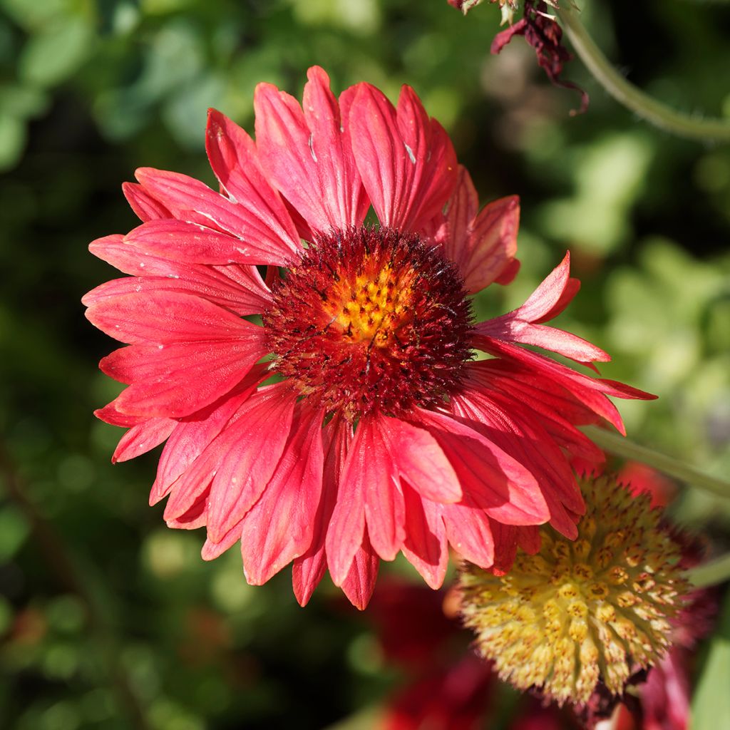 Gaillardia grandiflora Burgunder