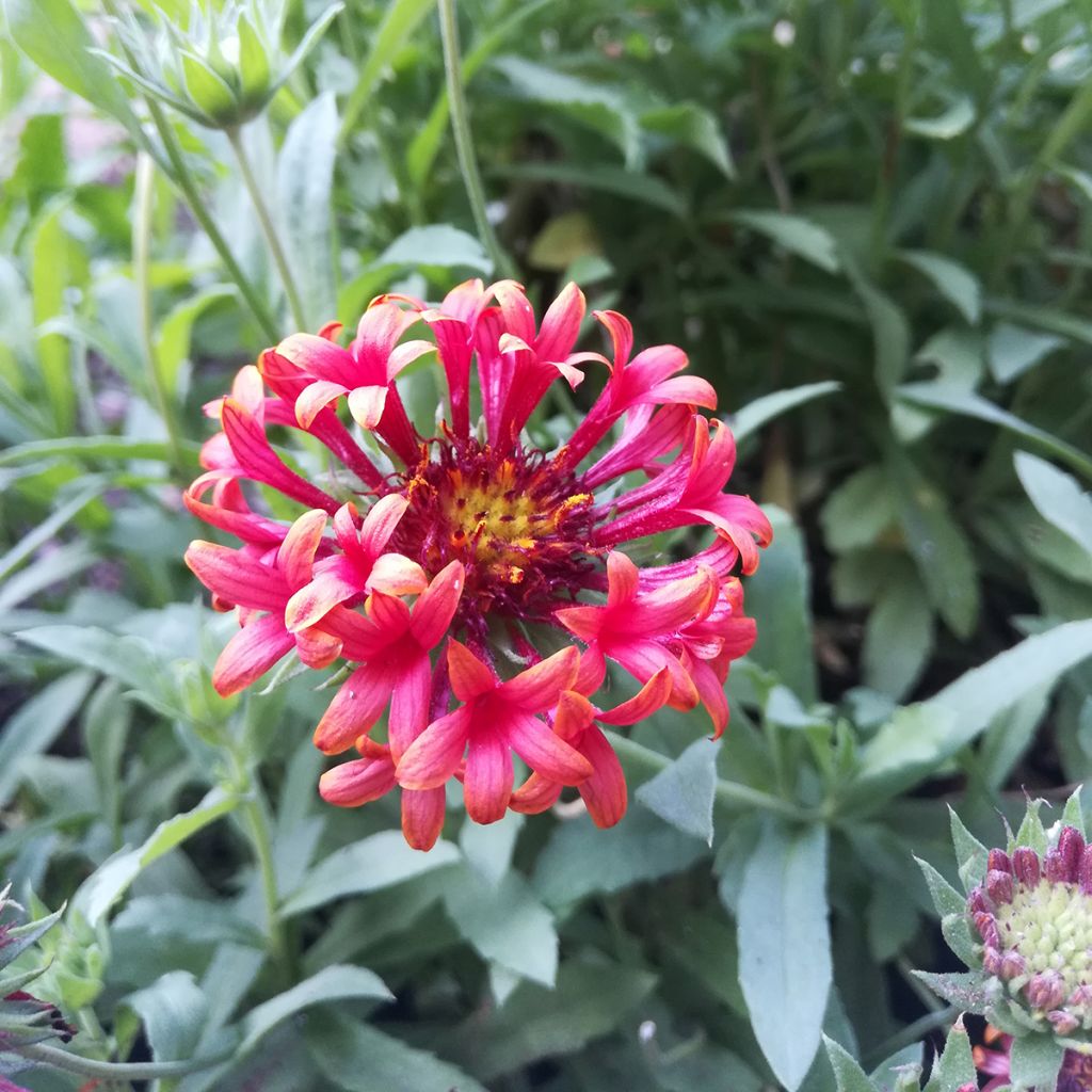 Gaillardia Fanfare Blaze