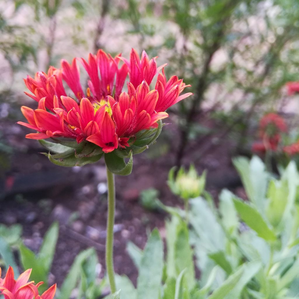 Gaillardia Fanfare Blaze