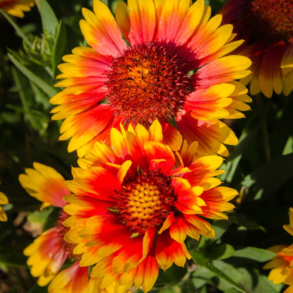 Gaillardia grandiflora Kobold