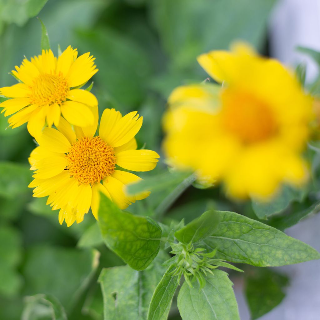 Gaillardia aristata Maxima Aurea