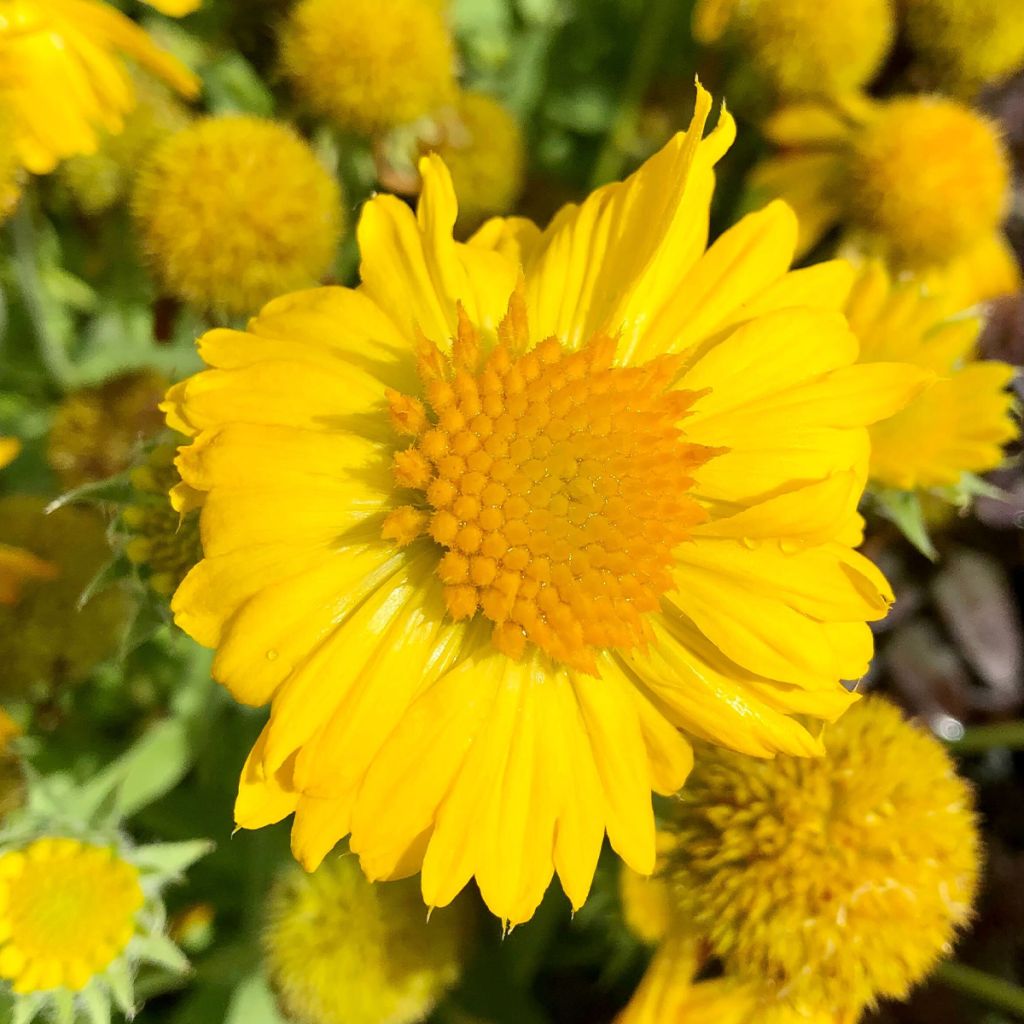 Gaillarde Mesa Yellow