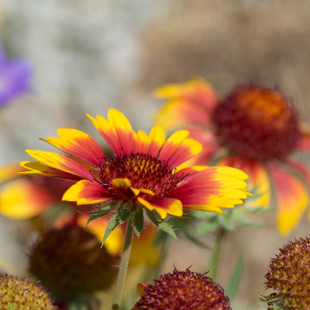 Gaillardia Royale