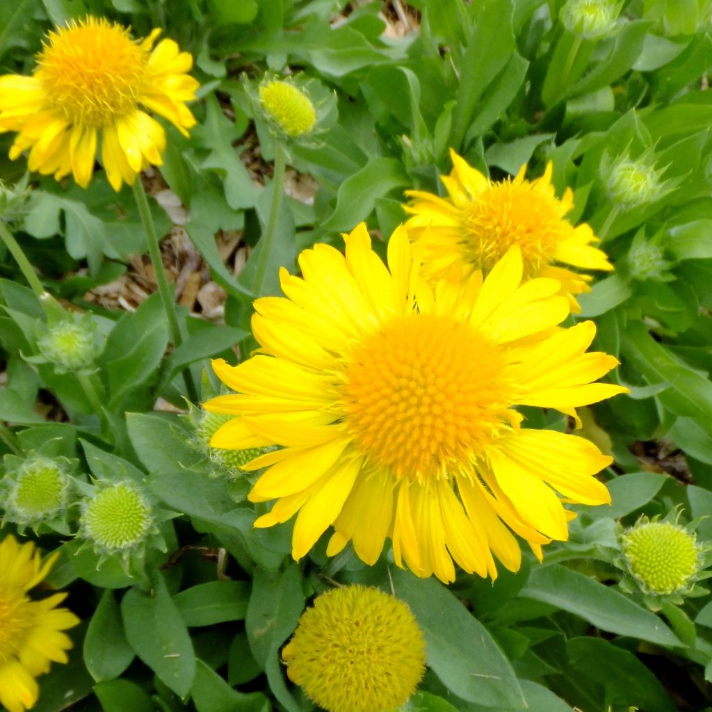 Gaillarde, Gaillardia aristata Maxima Aurea