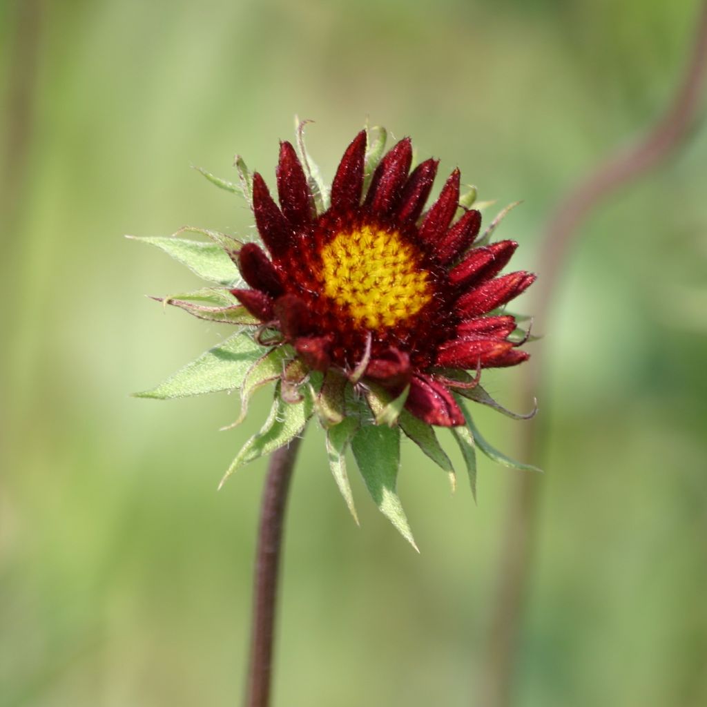 Gaillarde, Gaillardia grandiflora Burgunder