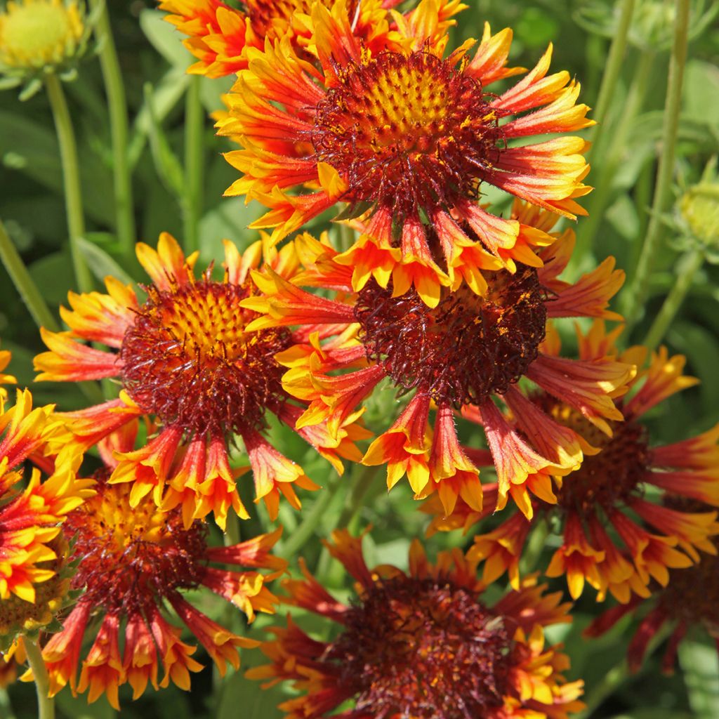 Gaillardia grandiflora Fanfare