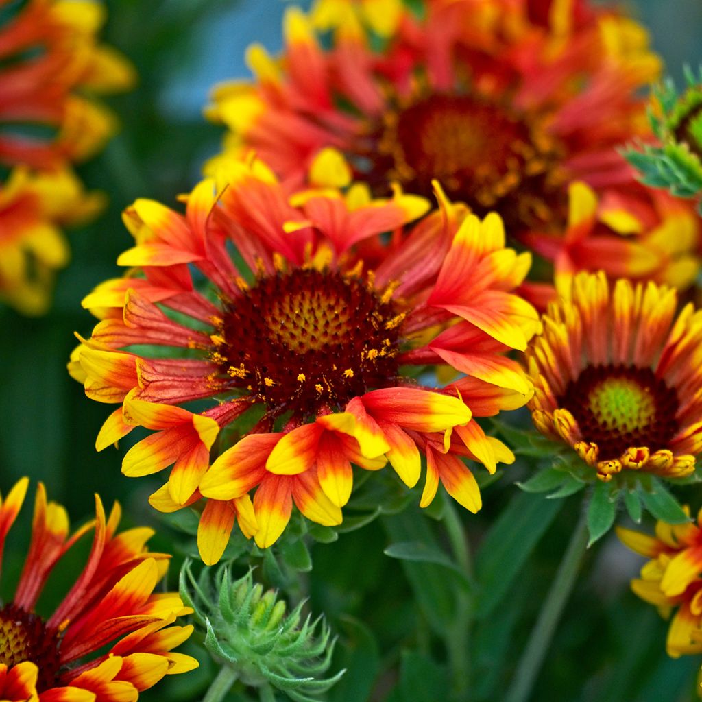 Gaillardia grandiflora Fanfare