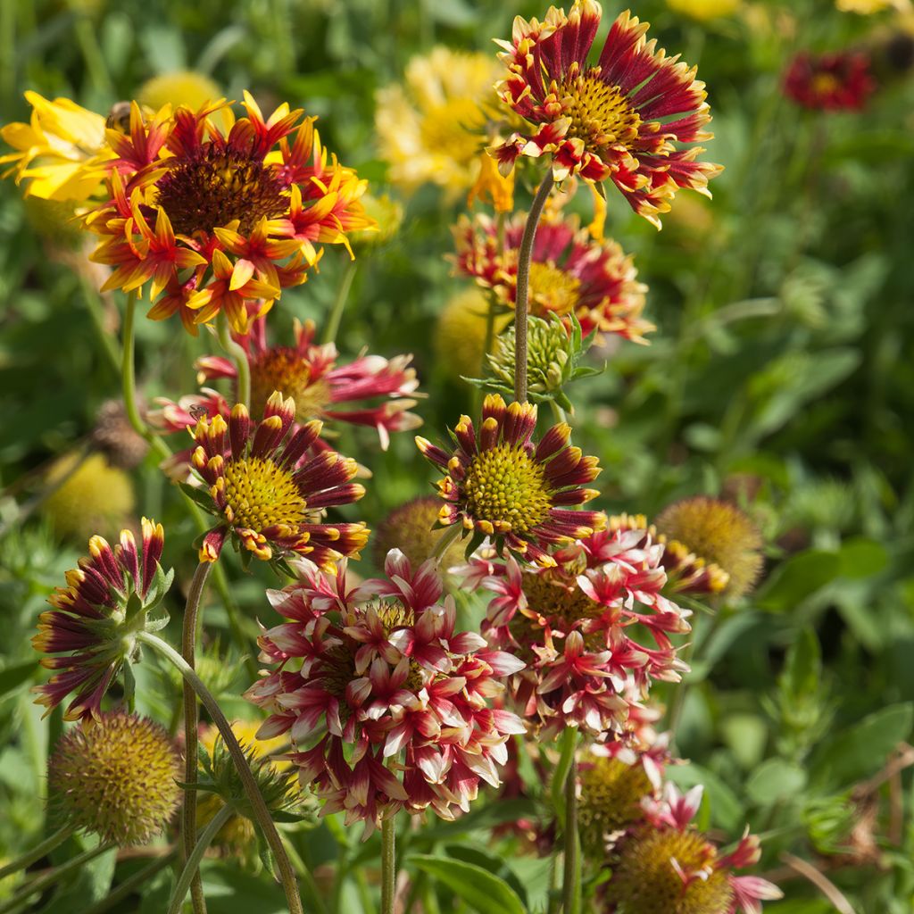 Gaillardia grandiflora Fanfare