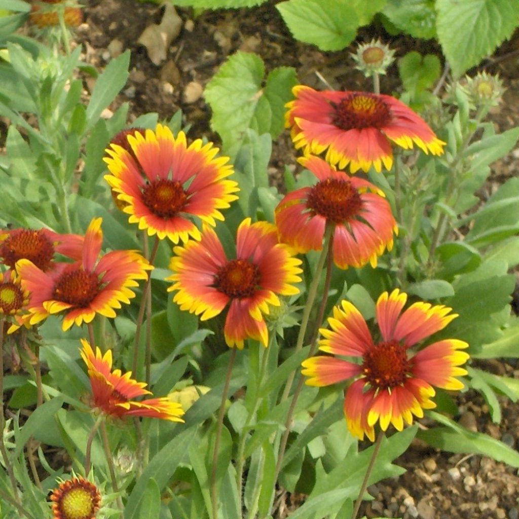 Gaillarde, Gaillardia grandiflora Kobold