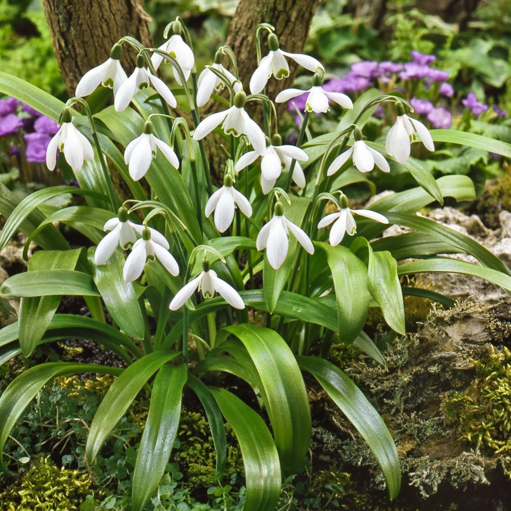 Perce-neige - Galanthus woronowii