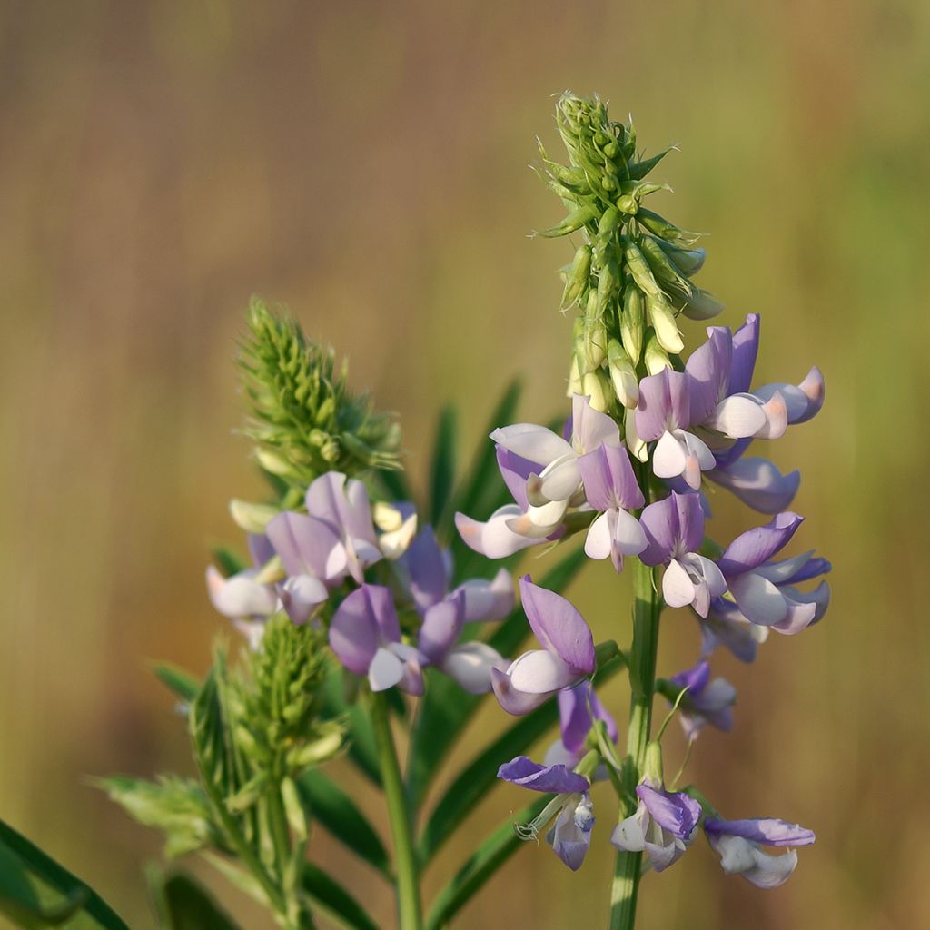 Galega officinalis - Galega