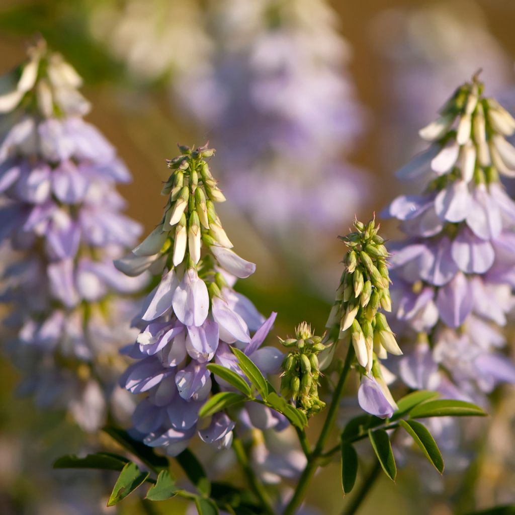 Galega officinalis - Galega