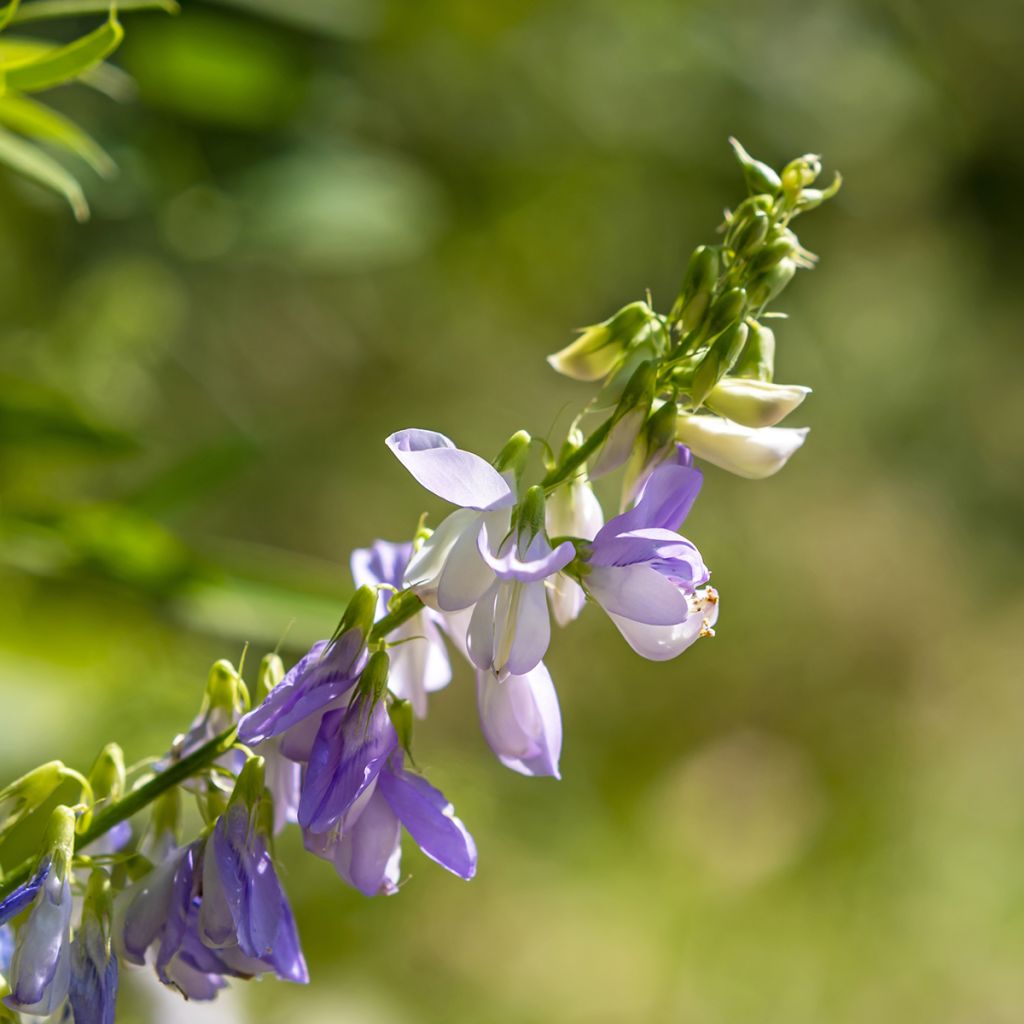 Galega officinalis - Galega