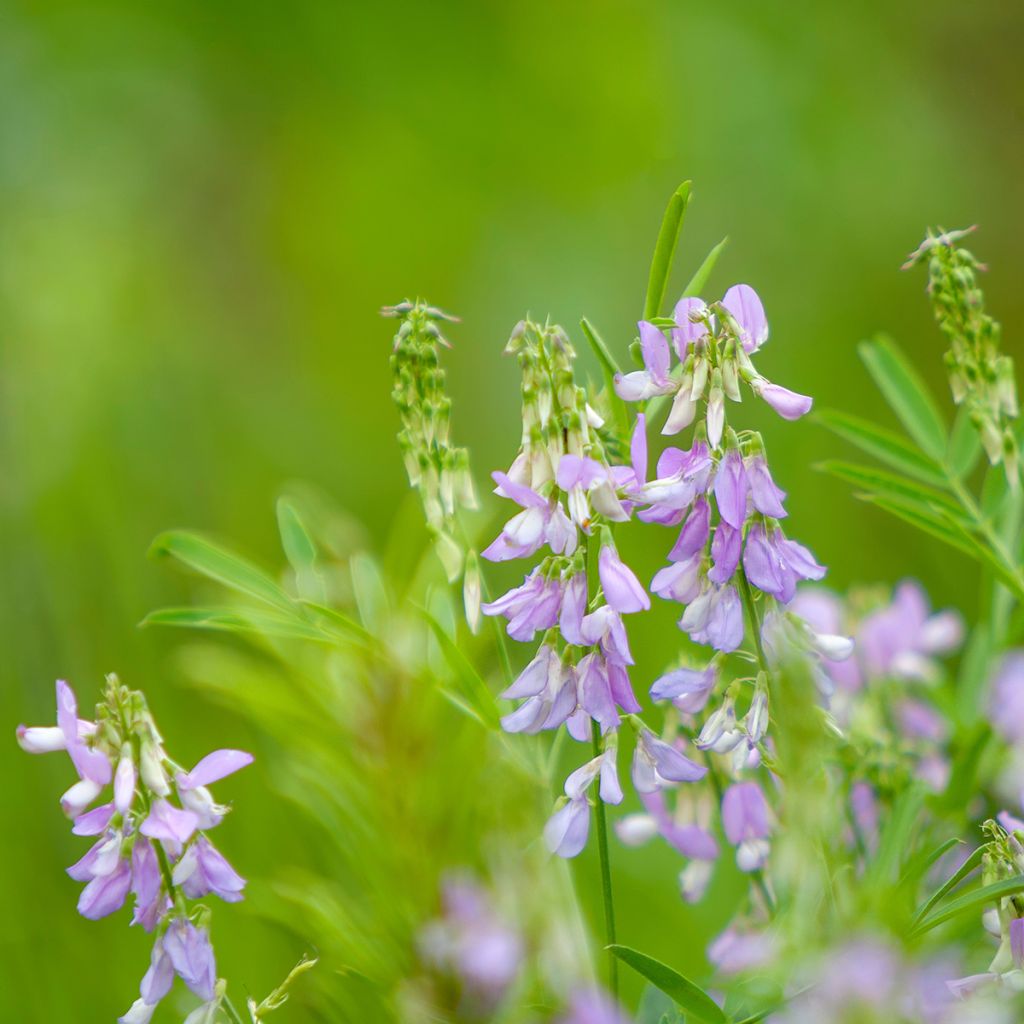 Galega officinalis - Galega