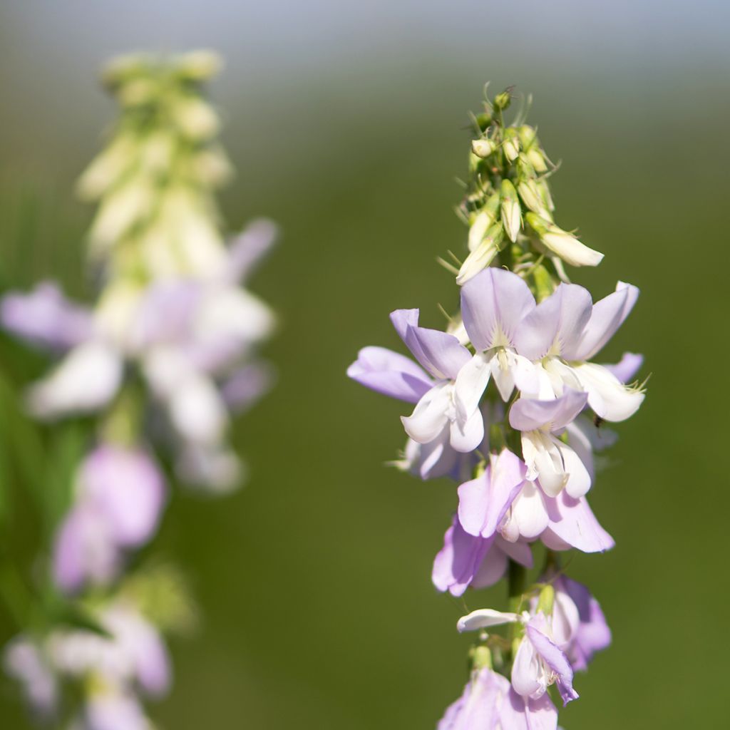 Galega officinalis - Galega