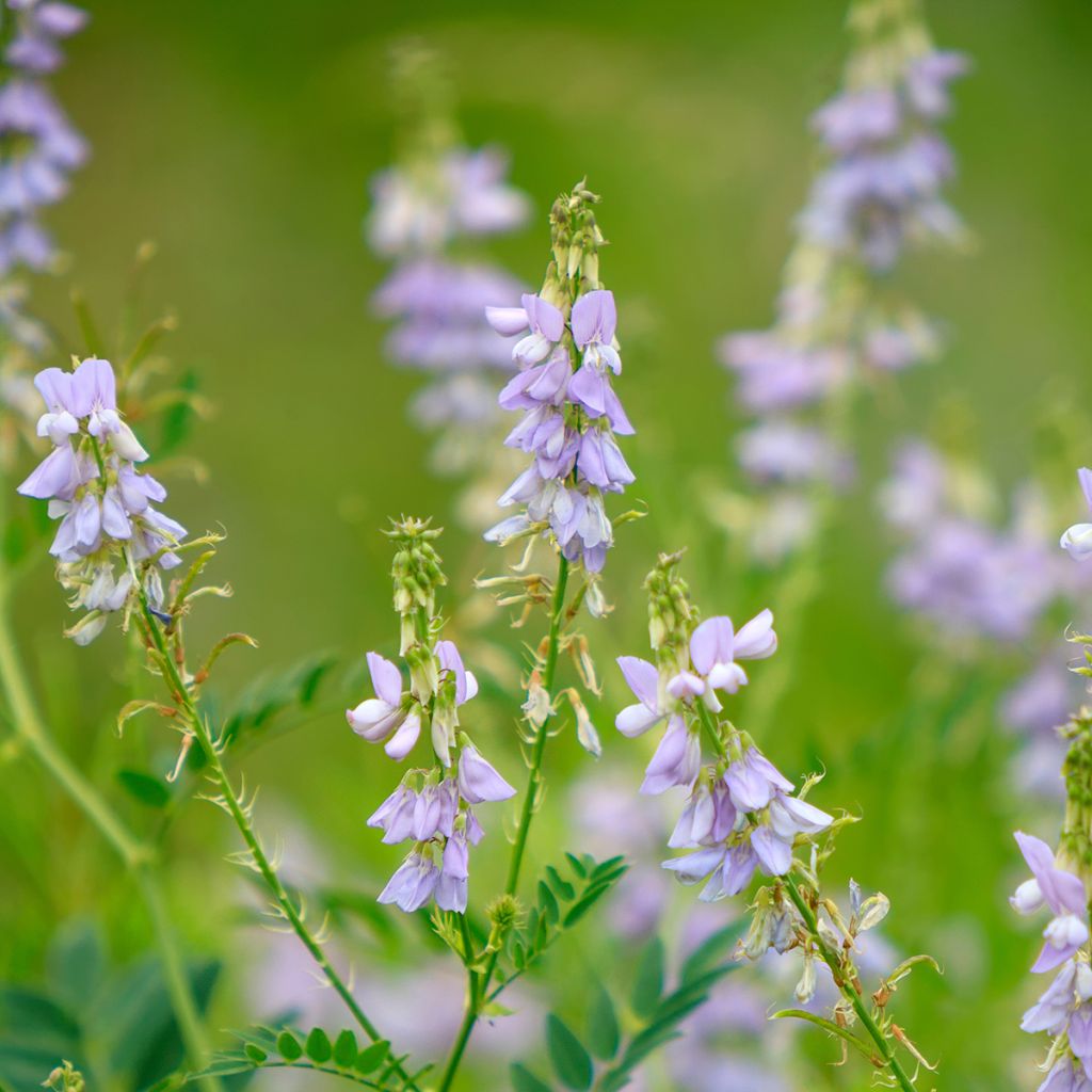 Galega officinalis - Galega