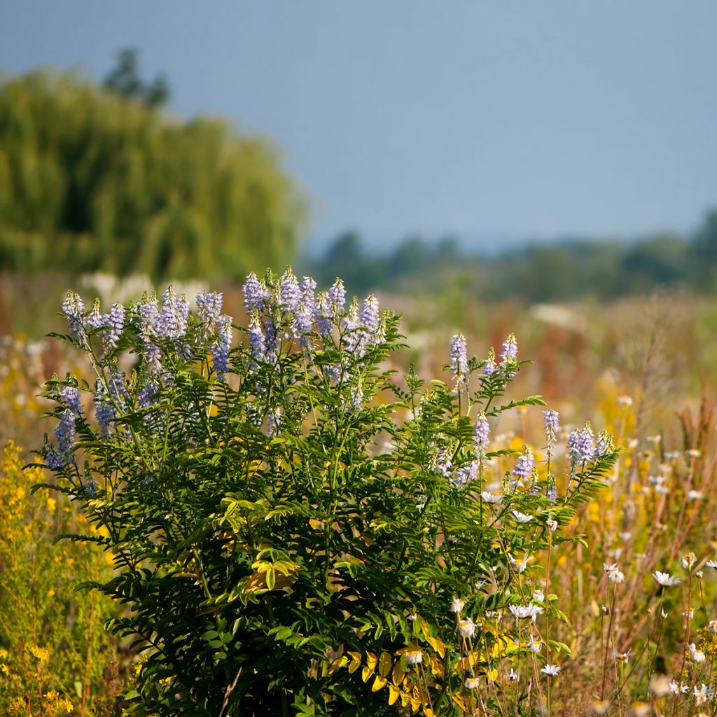 Galega officinalis - Galega