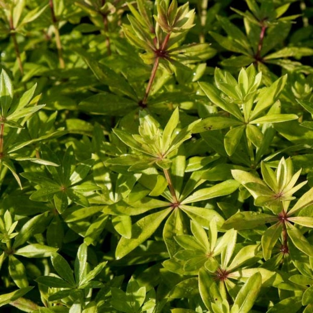 Aspérula olorosa - Galium odoratum