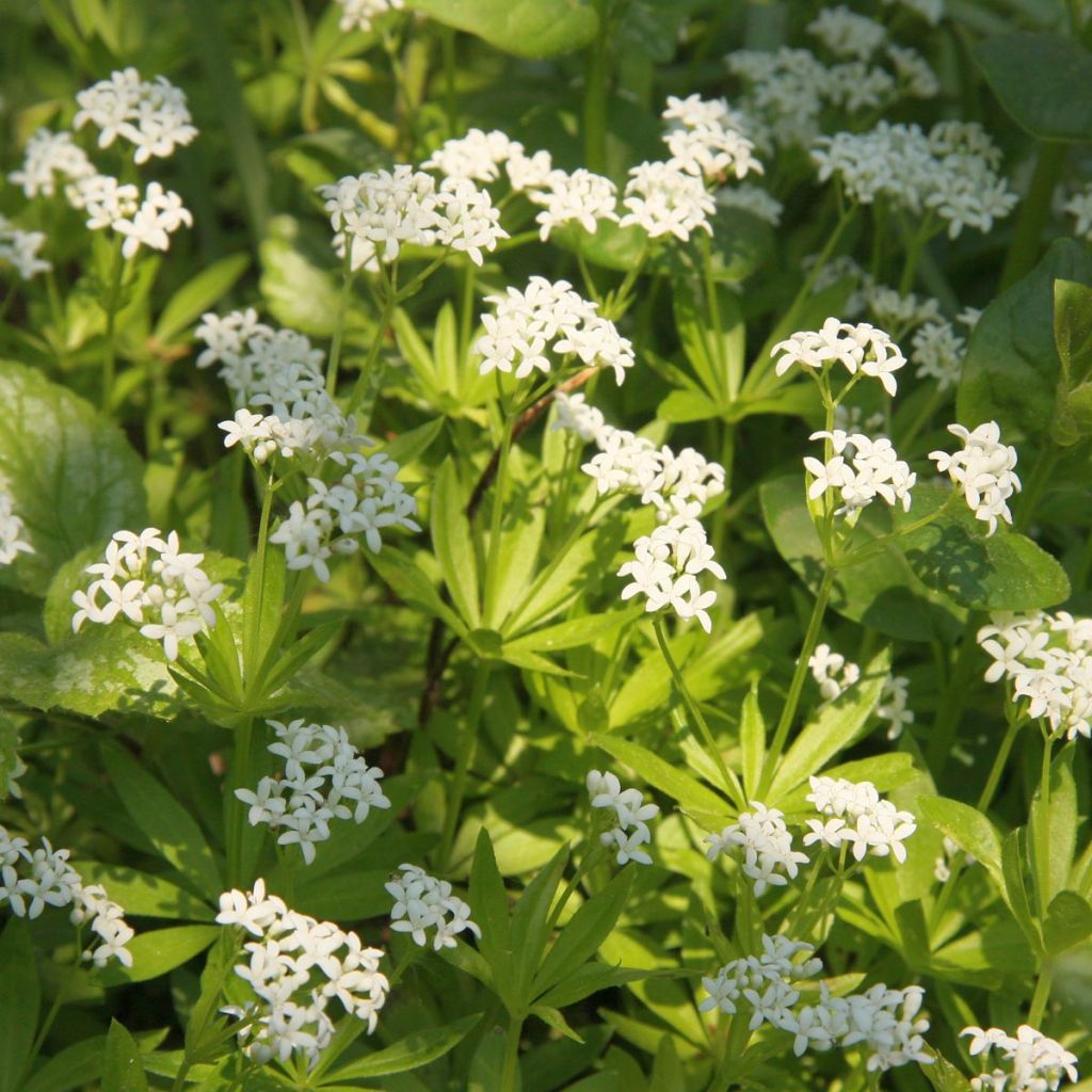 Aspérula olorosa - Galium odoratum