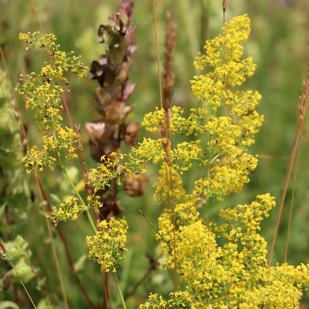 Galium verum - Cuajaleche