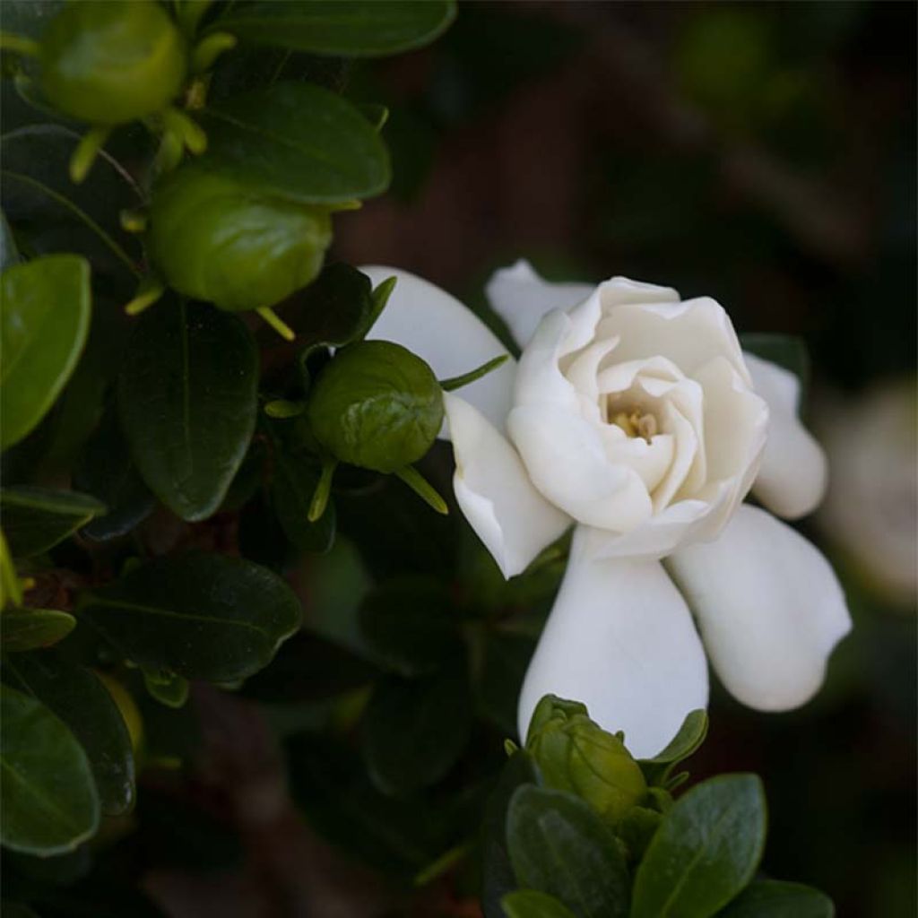 Gardenia jasminoides Double Mint