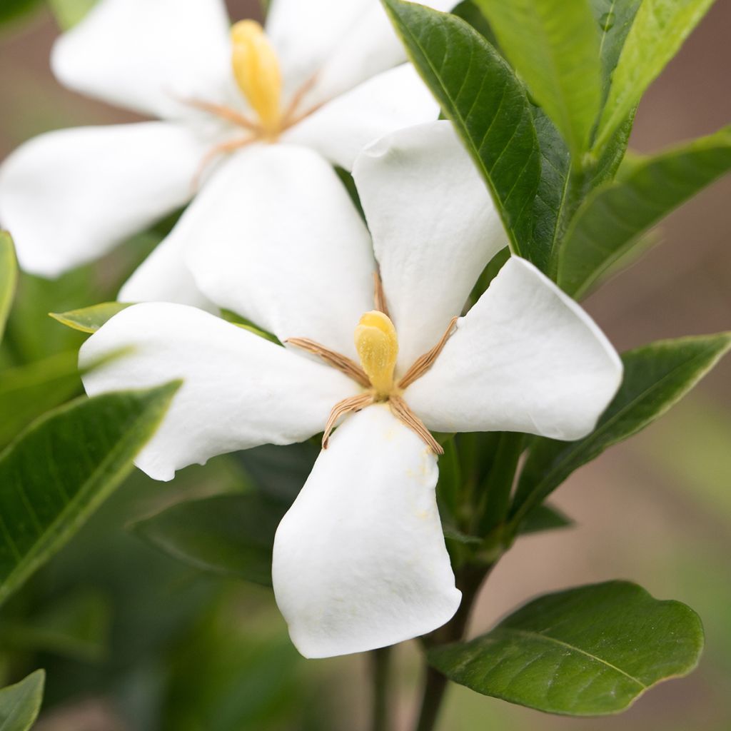 Gardenia jasminoides Sweet Star First Editions