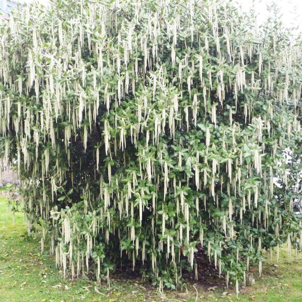 Garrya elliptica James Roof - Garrya à feuilles elliptiques