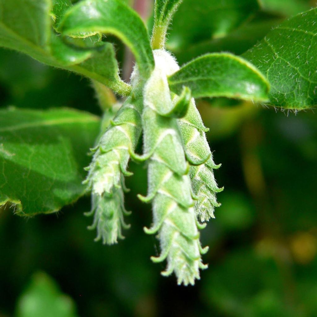 Garrya elliptica James Roof - Garrya à feuilles elliptiques