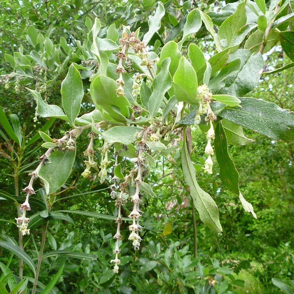 Garrya thuretii - Garrya de Thuret