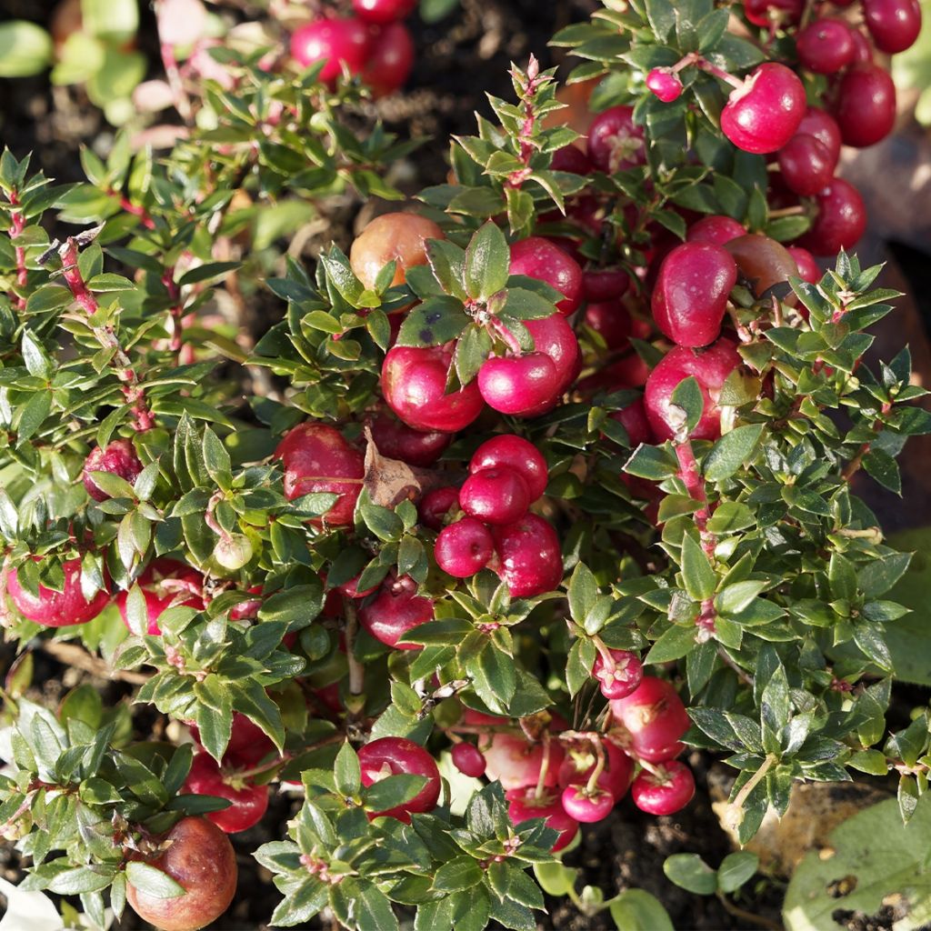 Pernettya mucronata - Pernetia