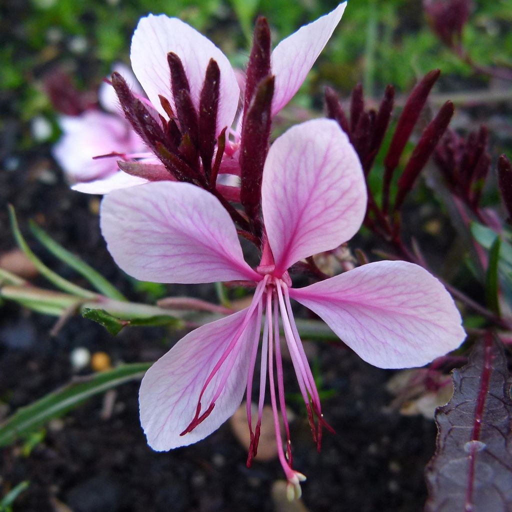 Gaura lindheimeri White