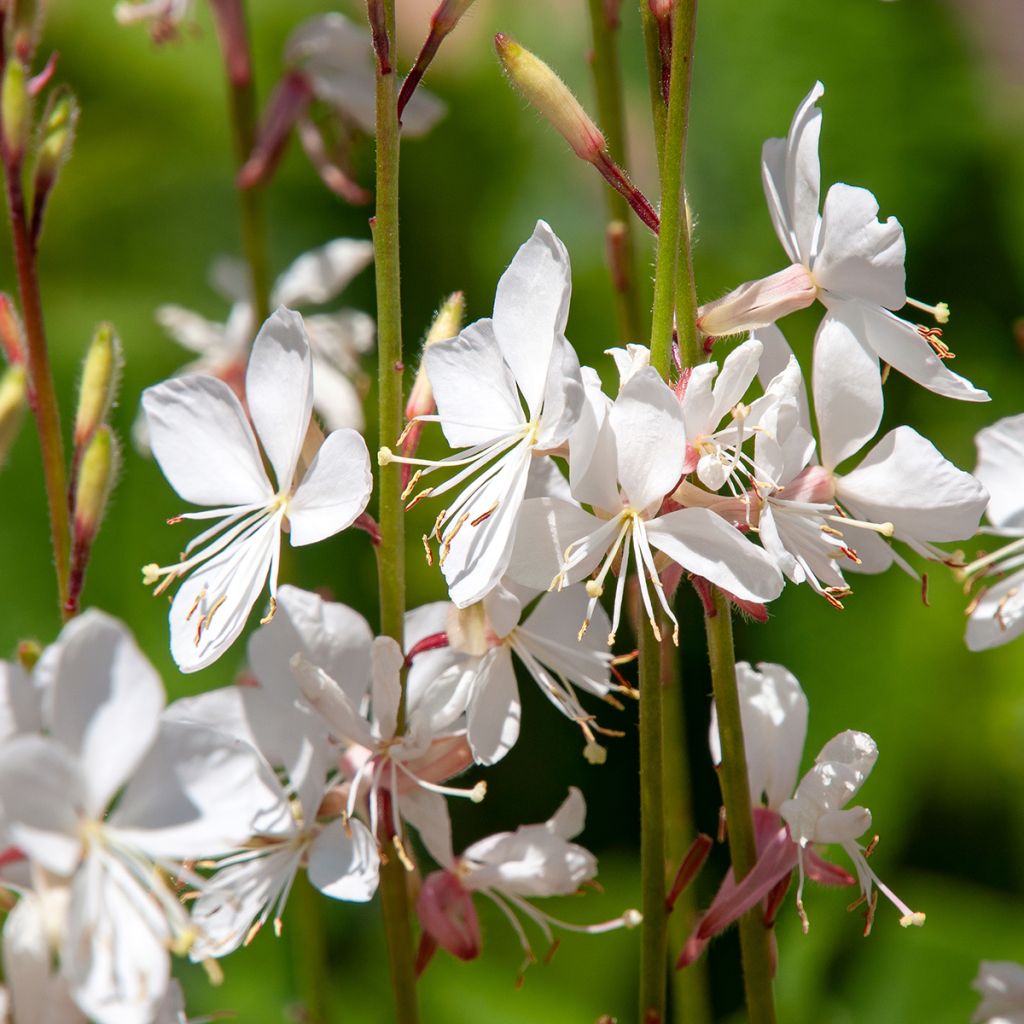 Gaura lindheimeri White