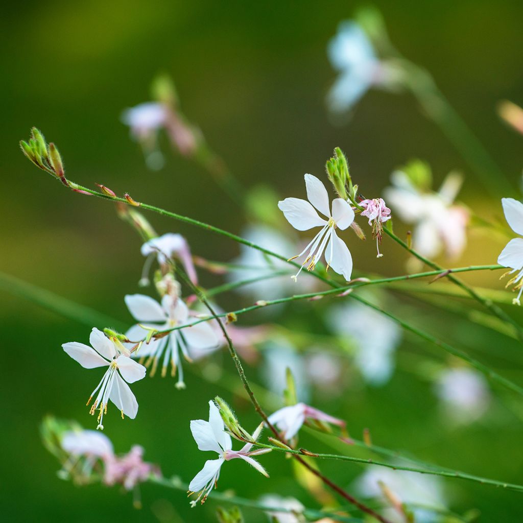 Gaura lindheimeri White