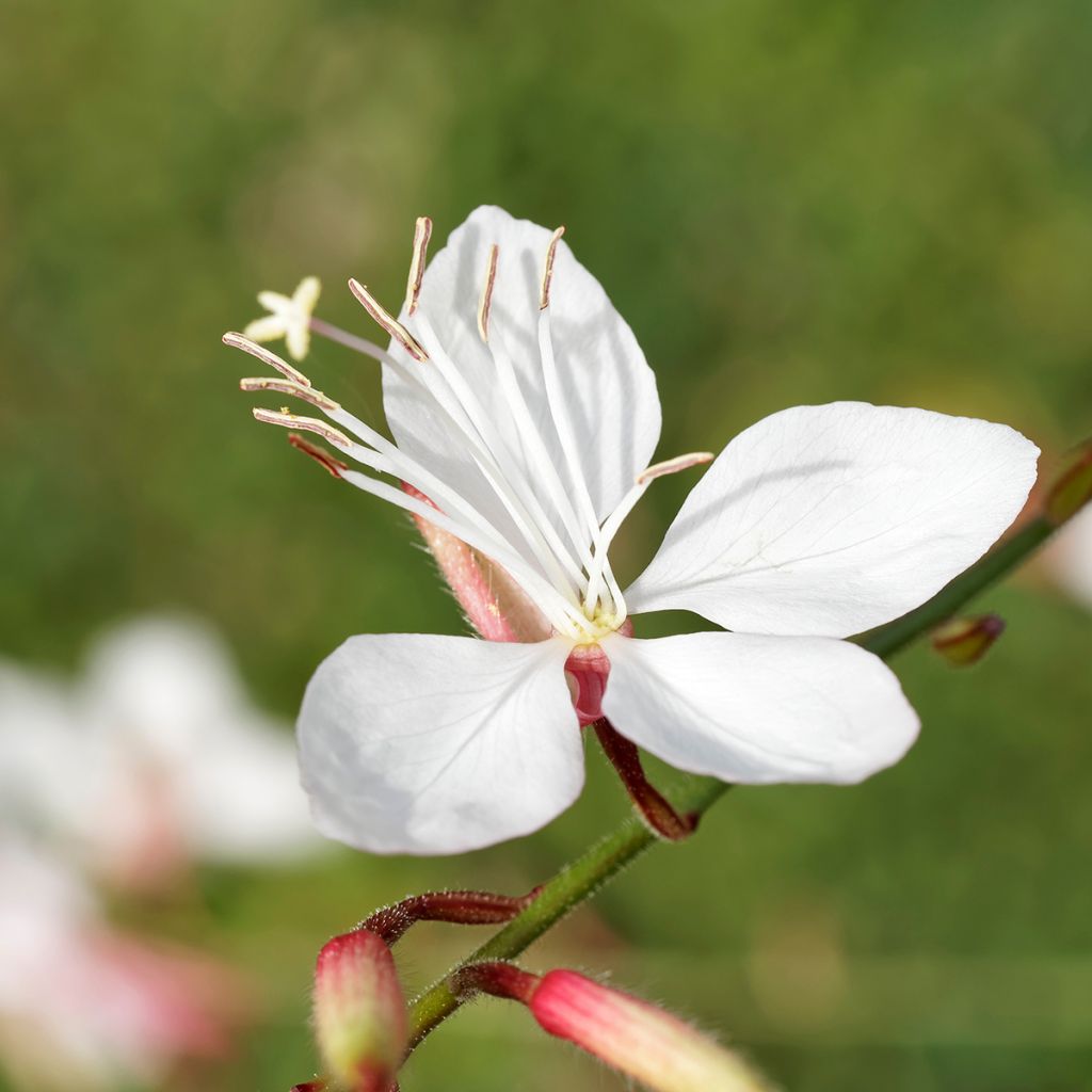 Gaura lindheimeri White