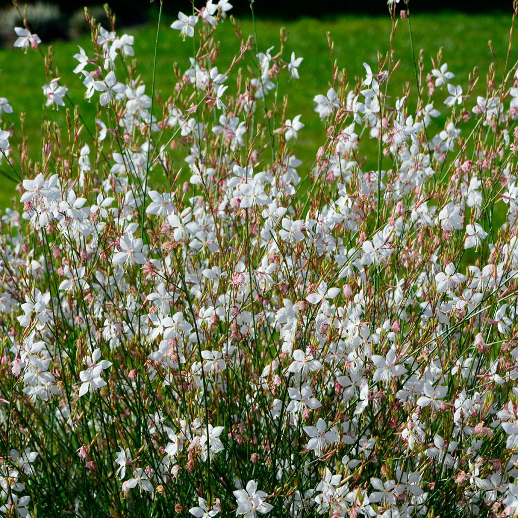 Gaura lindheimeri White