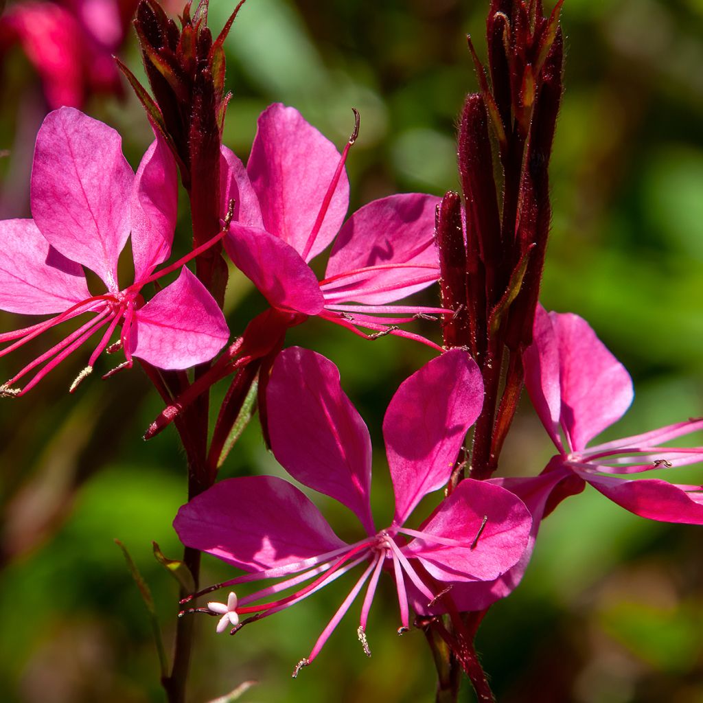 Gaura lindheimeri Blaze