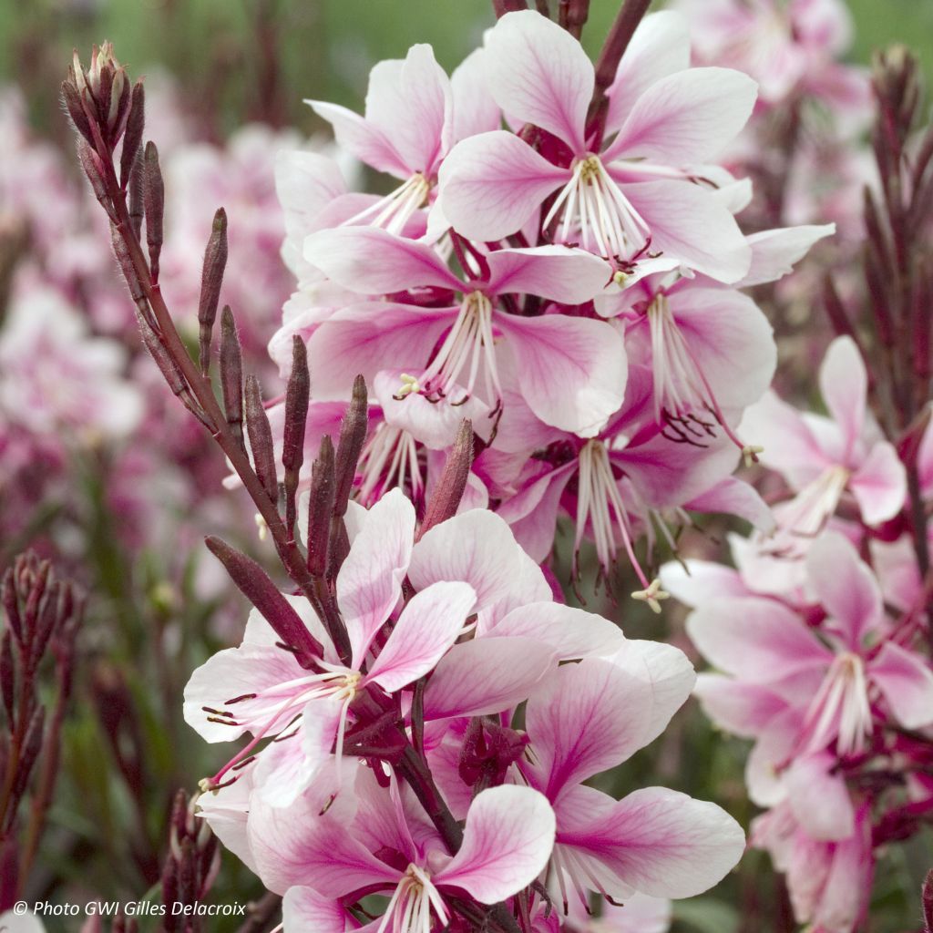 Gaura lindheimeri Cherry Brandy - Gaura de Lindheimer rose vif