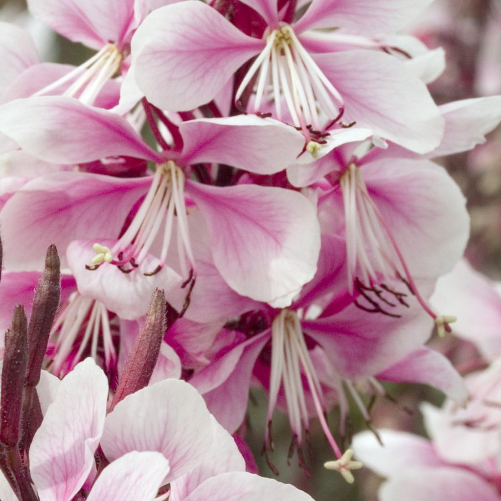 Gaura lindheimeri Cherry Brandy - Gaura de Lindheimer rose vif