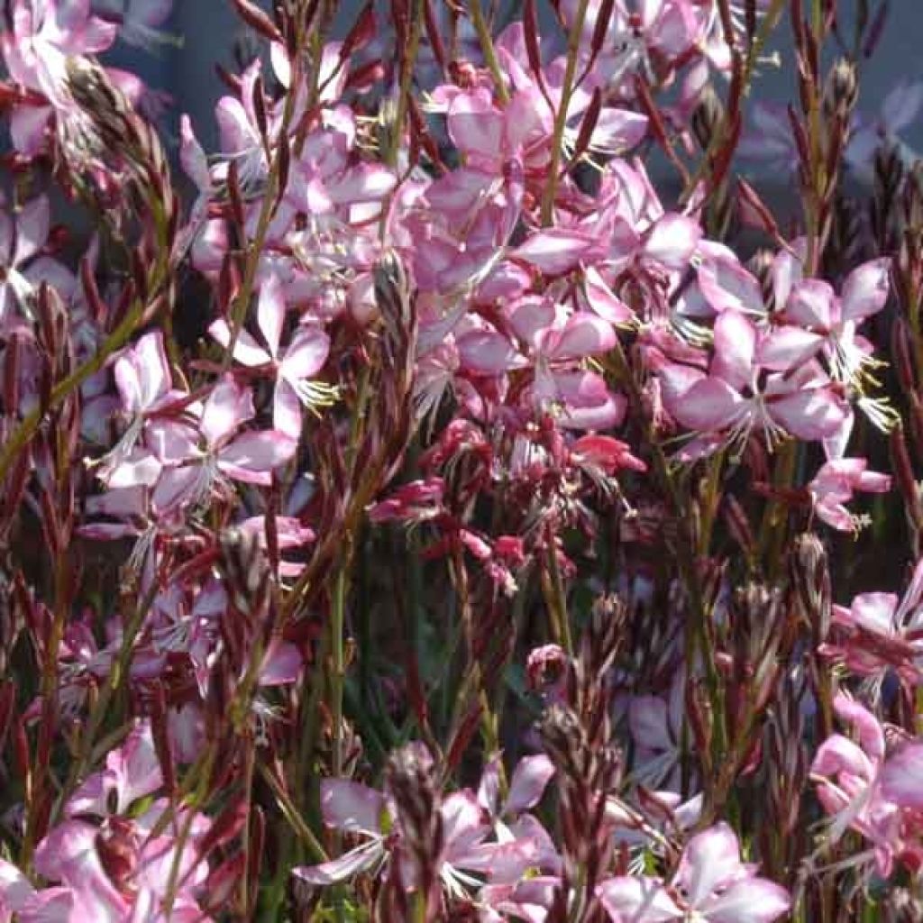 Gaura lindheimeri Rosy Jane