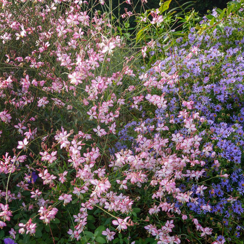 Gaura lindheimeri Rosy Jane