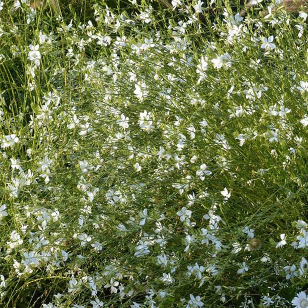 Gaura lindheimeri Snowbird