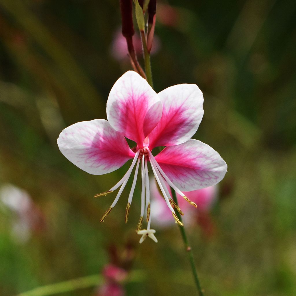 Gaura lindheimeri Siskiyou pink