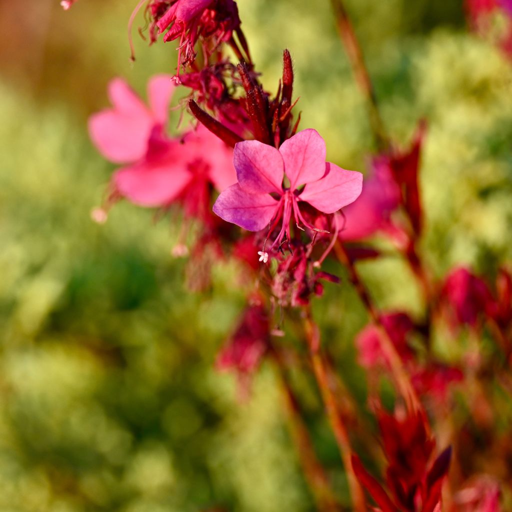 Gaura lindheimeri Siskiyou pink