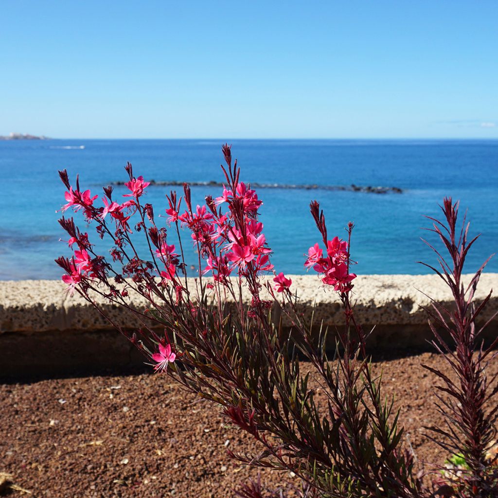 Gaura lindheimeri Siskiyou pink