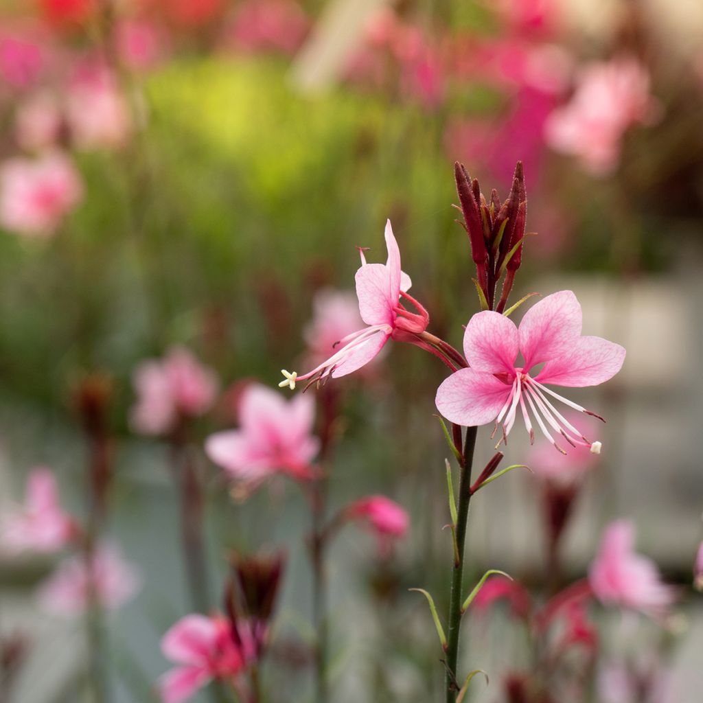 Gaura lindheimeri Siskiyou pink