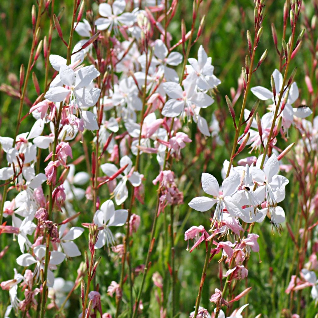 Gaura lindheimeri Elegance - Gaura de Lindheimer rose nacré