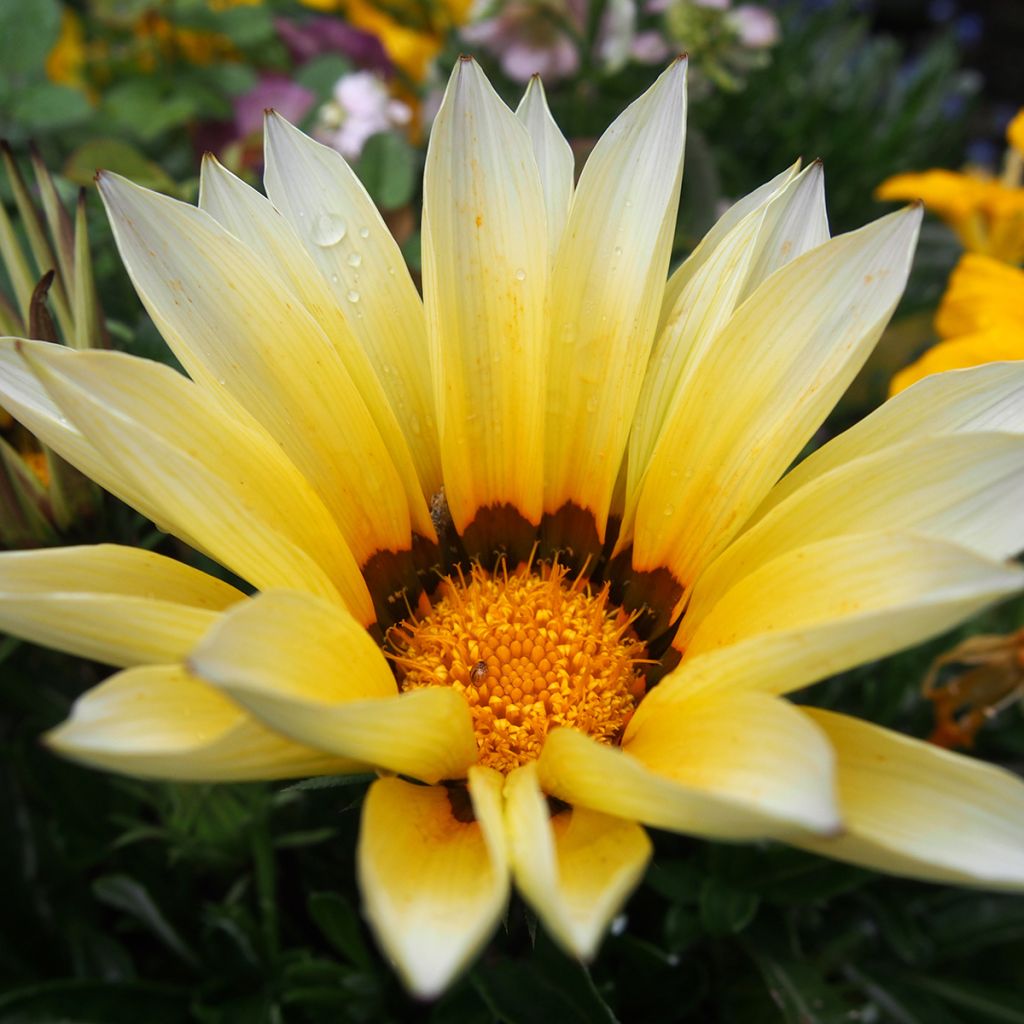 Gazania New Day White